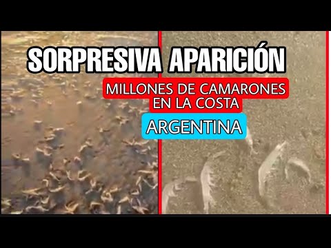 Aparecen Millones De Camarones En La costa De MAR DEL PLATA, ARGENTINA.