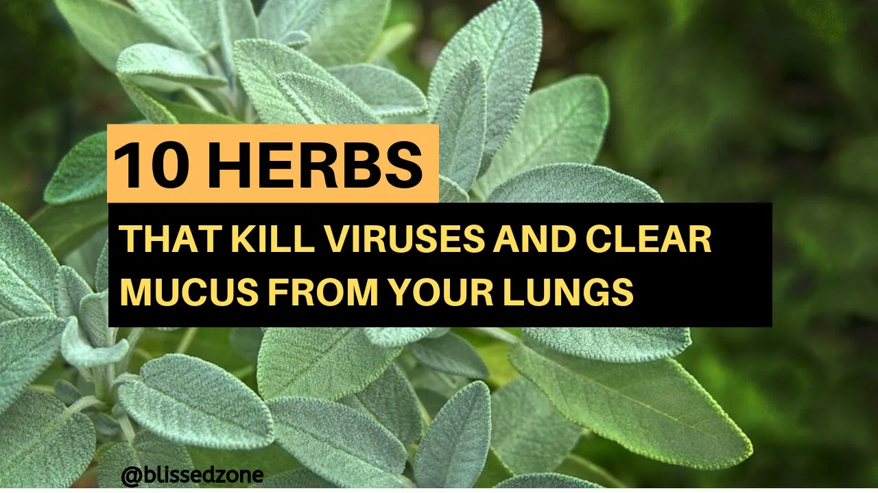 10 Herbs That Kill Viruses and Clear Mucus from Your Lungs