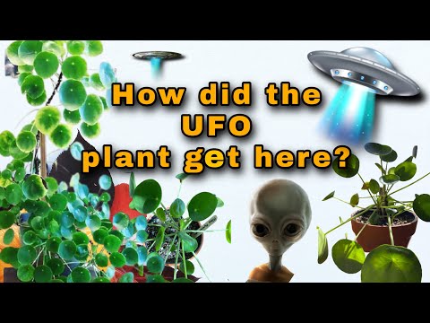 UFO Plant | Pilea Peperomioides | Pilea Varieties | PlanThriveDivas
