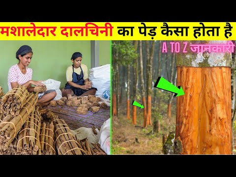 दालचीनी की खेती कैसे होती है How to Grow Cinnamon