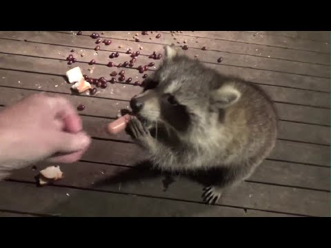 Sunday Raccoons Cold and Windy