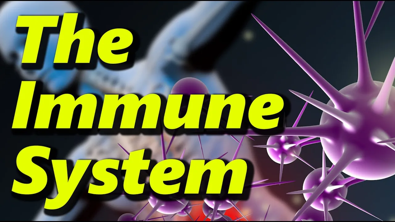The Human Immune System - What Happens During A COVID Infection?