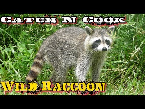 Catch N Cook Raccoon Slow Cooked over Open Fire!