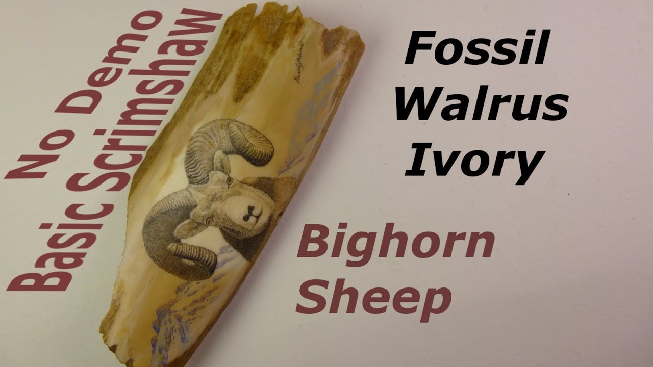Scrimshaw Steps by Adams - Bighorn Sheep on Fossil Walrus Ivory