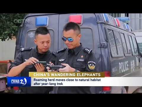 CHINA'S WANDERING ELEPHANTS