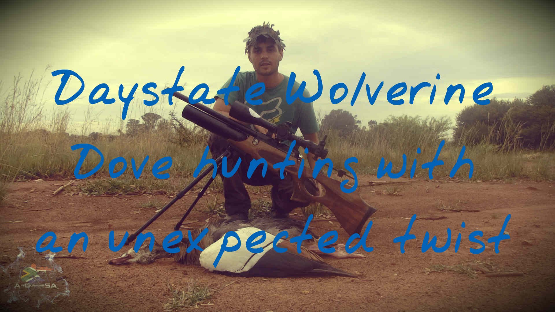 Daystate Wolverine Dove hunting with an unexpected twist