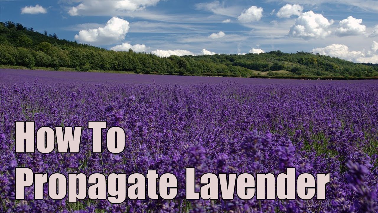 How To Propagate Lavender (easy)