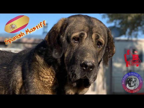 Episode 96: Spanish Mastiff - Laura Spindler from Hoof and Fang Spanish Mastiffs