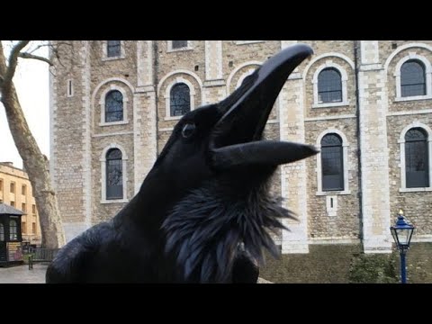 Tower of London's 'Queen' raven feared dead as legend warns 'Kingdom will fall'