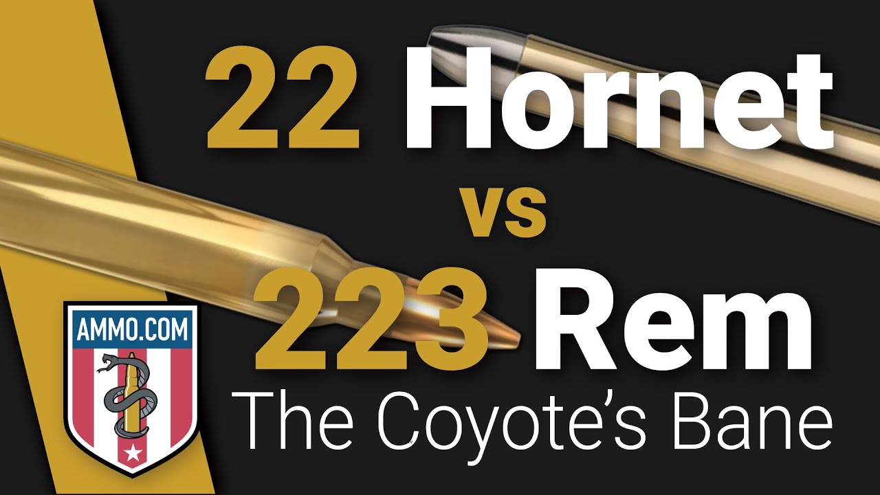 22 Hornet vs 223: Coyotes Beware!