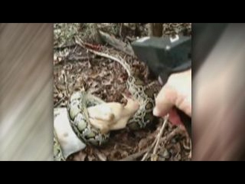 Man shoots massive python in head to save herd of goats