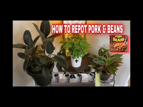 How to Repot Sedum Rubrotinctum or Pork and Beans | How to re-arrange plants with an elegant touch