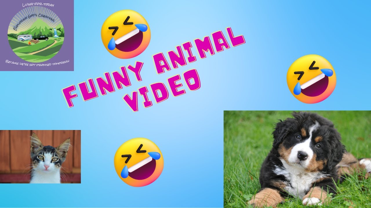 video of funny animal videos