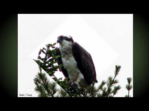 Bluejay attacks Osprey 3D HD slideshow by The Visionary Folk Photographer