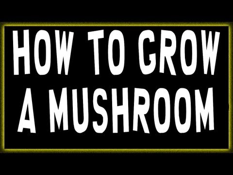 'How to grow a mushroom' This truth will make you high.