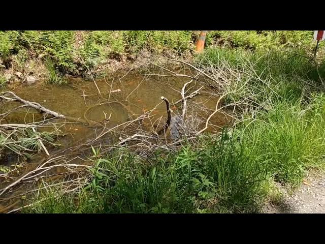 Feeding Pond Goldfish - 5000 gal dirt bottom