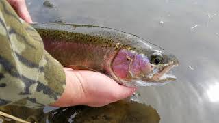 FLY FISHING FOR GIANT TROUT