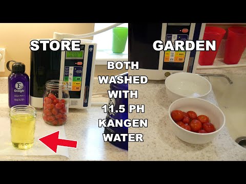 Tomatoes: STORE vs. GARDEN! Yellow Washed Off Which One? | Cleaning Food with 11.5 pH Kangen Water