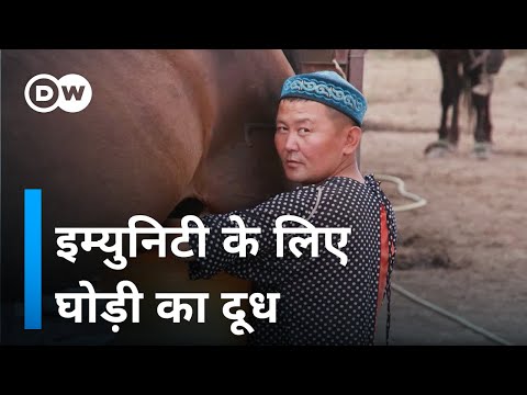 कजाखस्तान को घोड़ी के दूध का सहारा [Mare milk in Kazakhstan: profitable business or folk cure]