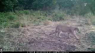 Mountain Lion Passing Through Caught on Trail Camera