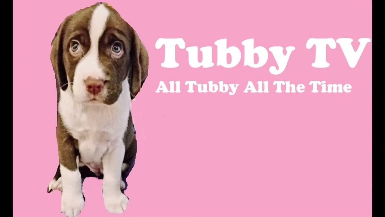 TUBBY TV  -   ROTTEN LITTLE DOG