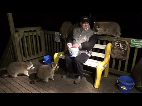 Raccoons on Canada Thanksgiving Monday