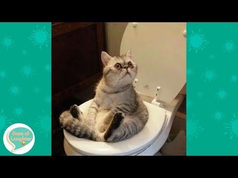 Funniest Animals of March - Dose of Laughter