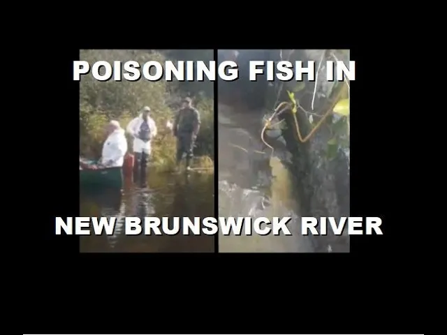 Environmental Agents in Hazmat Suits caught Poisoning Fish in New Brunswick River | Sept 8th 2022