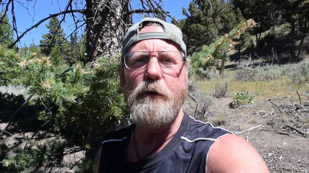 Bear Encounter Yellowstone Trail