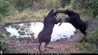 Chick Fight Shiras Moose Style
