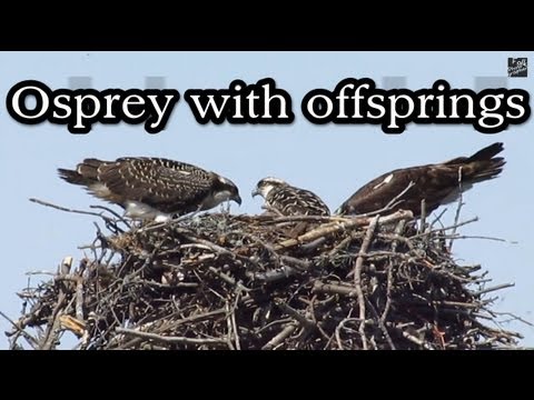 Osprey with offsprings in nest HD