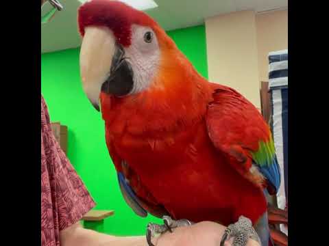 Red our #scarletmacaw wanted to say #hellon