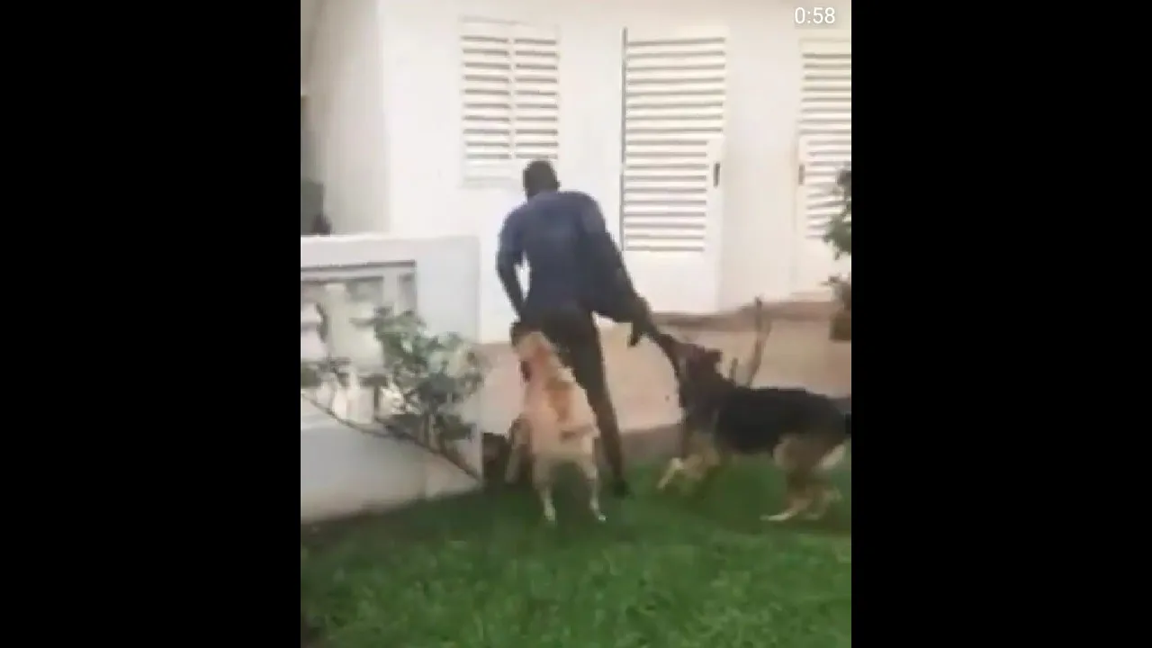 Thief Stripped Naked By Dogs After Attempted Burglary Gone Wrong | Owner Watches and Films