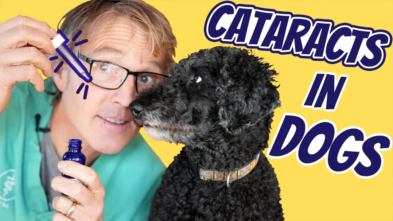 Cataracts In Dogs: 3 New Natural Remedies