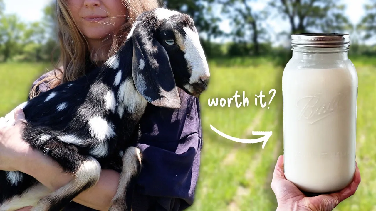 A Compelling Case For Goats: 8 Reasons We Keep Mini Nubians On Our Homestead for Self Sufficiency