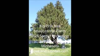 Song of the Big Pine Tree #3
