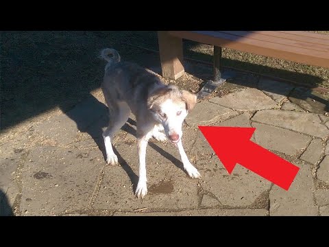 This Husky Was  Covered In Mange  You will not believe how it is now