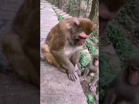 #Monkey Video #Viral #Shorts #Tranding