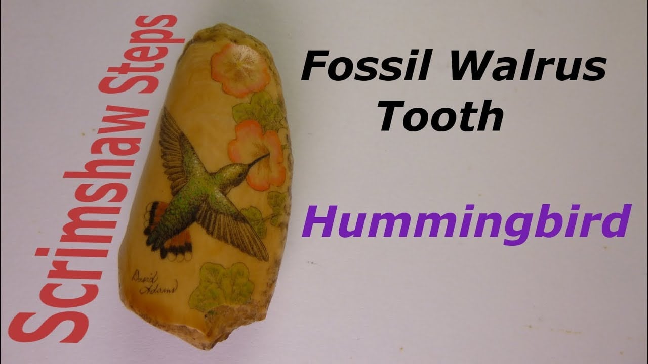 Scrimshaw Steps by Adams - Hummingbird Fossil Walrus Tooth