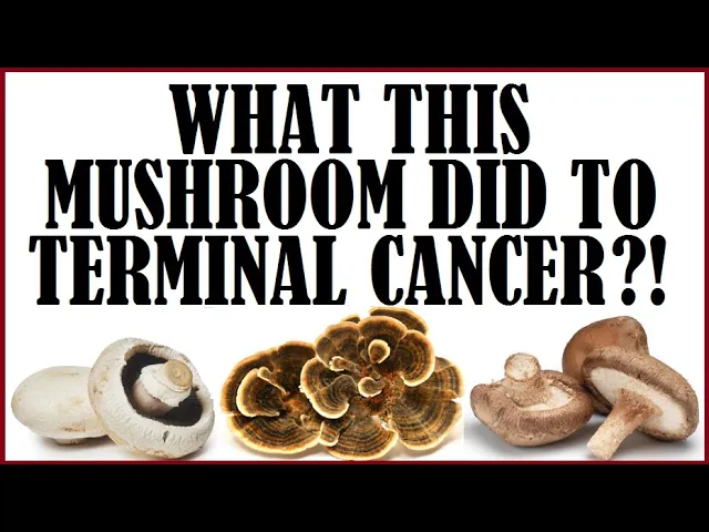What This Mushroom Did To Terminal Cancer?!