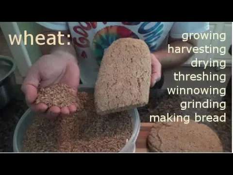 WHEAT - growing, harvesting, processing, and making bread