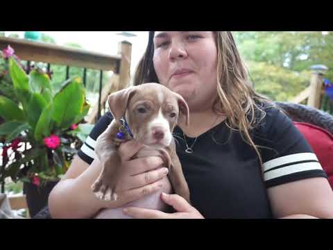 PUPPY RESCUED FROM AN EVIL DOG FIGHTING RING