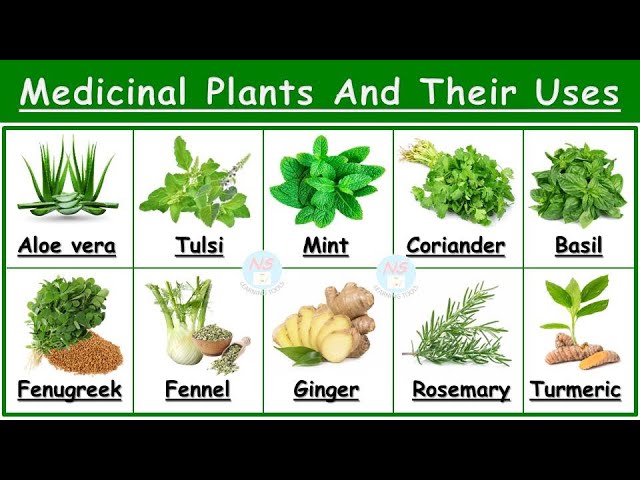 Medicinal Plants And Their Uses | 25 Ayurvedic Plants Names | Medicinal Herbs | औषधीय पौधे | Plants