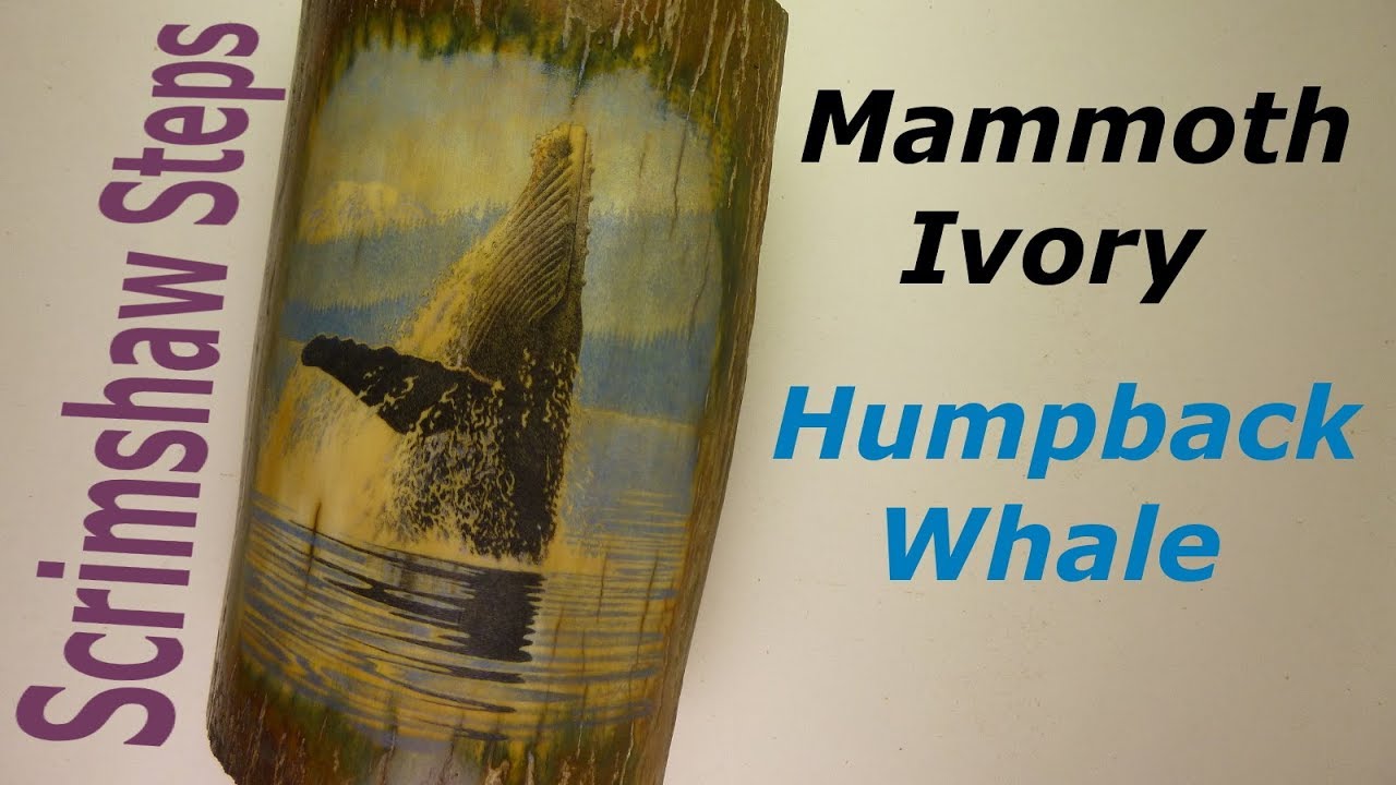 Scrimshaw Steps by Adams - Breaching Humpback Whale