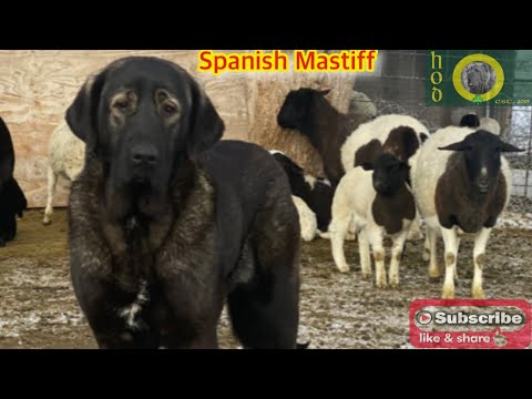 Spanish Mastiff - Laura Spindler from Hoof and Fang Spanish Mastiffs | HOD #19