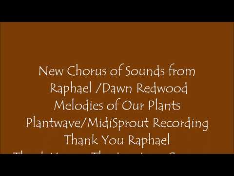 New Chorus of Sounds from Raphael Dawn Redwood Nov 2020