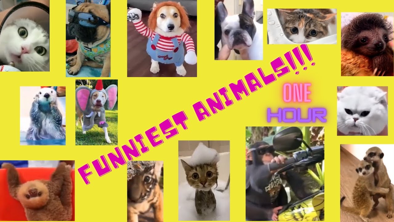 Share a Good Laugh: One Hour Compilation of Funny Animal & Cats & Dogs 😹🐶share some joy with someone