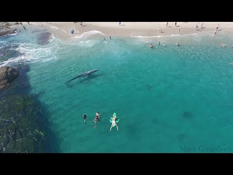 Whale visits beachgoers in Laguna Beach 8/8/17