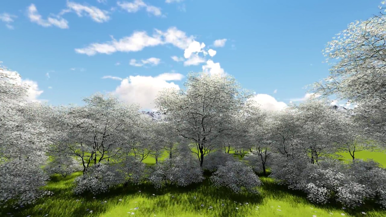 5Min Cherry Blossom Forest Free HD Video Background.
