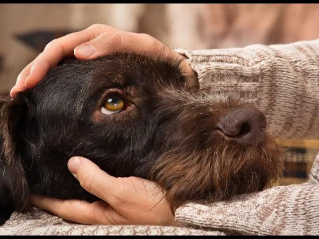 How to Pet and Connect with your Dog the Right Way
